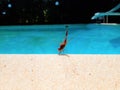 Dragonfly on the edge of the pool