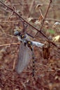 Dragonfly emerging from Naiad state Royalty Free Stock Photo