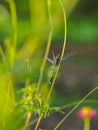 A dragonfly enjoying sunbathing Royalty Free Stock Photo