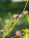 A dragonfly enjoying sunbathing Royalty Free Stock Photo