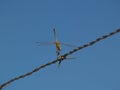 Dragonfly in equilibrium