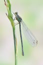 Dragonfly Erythromma najas (female) Royalty Free Stock Photo