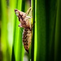 Dragonfly exuviae Royalty Free Stock Photo