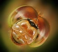 Dragonfly eyes. Royalty Free Stock Photo