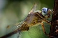 Dragonfly eyes see the world in ultra-multicolour Royalty Free Stock Photo