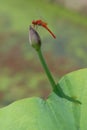 The dragonfly falls on the lotus stem