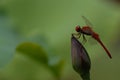 The dragonfly falls on the lotus stem