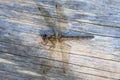 Dragonfly Female Common Darter