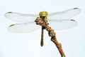 Dragonfly female green snaketail Ophiogomphus cecilia