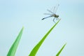 Dragonfly Royalty Free Stock Photo