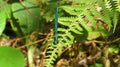 Dragonfly on a fern leaf in the bush