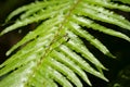 Dragonfly on fern leave Royalty Free Stock Photo