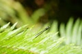 Dragonfly on fern leave Royalty Free Stock Photo