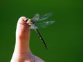 Dragonfly on a finger