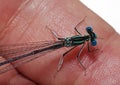 Dragonfly on finger Royalty Free Stock Photo