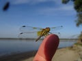 Dragonfly on the finger close-up Royalty Free Stock Photo