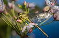 Dragonfly on a finger dragonfly on a flower. Royalty Free Stock Photo