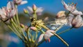 Dragonfly on a finger dragonfly on a flower. Royalty Free Stock Photo