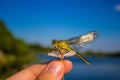 Dragonfly on a finger dragonfly on a flower. Royalty Free Stock Photo