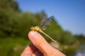 Dragonfly on a finger dragonfly on a flower. Royalty Free Stock Photo