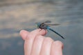 Dragonfly on Finger by the River Royalty Free Stock Photo