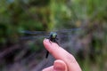 Dragonfly on Finger Royalty Free Stock Photo