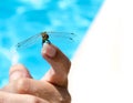 Dragonfly on the finger wet women Royalty Free Stock Photo