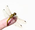 Dragonfly on the finger of a woman's hand Royalty Free Stock Photo