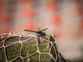 Dragonfly on a Fishing Net