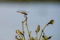 The dragonfly flies briskly on the clear sky wearing thin wings!