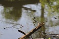 A dragonfly flies over the river and sits on a branch