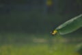 Dragonfly on flight