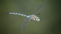 Dragonfly in Flight