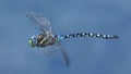 Dragonfly in Flight