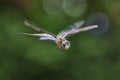 Dragonfly in flight