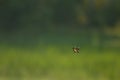 Dragonfly on flight with green blurred background