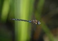 Dragonfly in flight - Migrant hawker Royalty Free Stock Photo