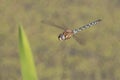 Dragonfly in flight Royalty Free Stock Photo