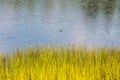 Dragonfly in flight