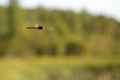 Dragonfly in flight. A picture of a flying dragonfly on a summer day