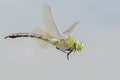 A dragonfly in flight at Southampton Common