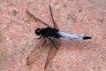A dragonfly on the floor Royalty Free Stock Photo