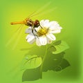 Dragonfly on flower Royalty Free Stock Photo