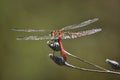 Dragonfly Royalty Free Stock Photo