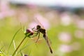 Selective Focus on a dragonfly perched on a flower bud Royalty Free Stock Photo