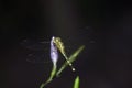 Dragonfly on a flower Royalty Free Stock Photo