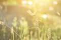 Dragonfly and flower grass with evening sun Royalty Free Stock Photo