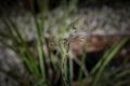 Dragonfly on Flower Stalk Royalty Free Stock Photo