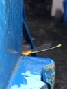 Dragonfly Fly-insect Royalty Free Stock Photo