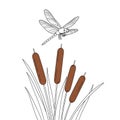 Dragonfly Flying Above Cattails Illustration Royalty Free Stock Photo